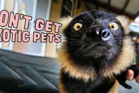 Don't Get Exotic Pets Until You Watch This! | Reasons Not To Get Exotic Pets