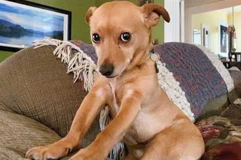 This FUNNY PUPPY Will Turn Your Day Around 😁 Funniest Animal Videos