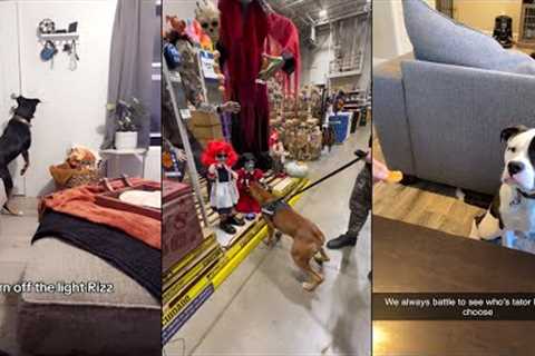 Dogs Doing Funny Things 😂 Best of October 2023 Part 1