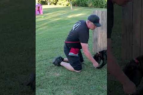 How to EASILY Teach Your Dog to Roll Over