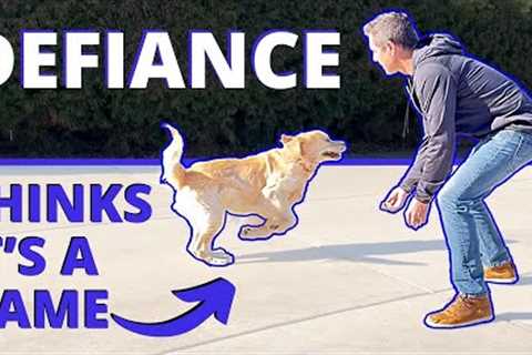 What to do When Your Dog Runs Away and Doesn’t Take You Seriously. Improve Your Recall &amp;..