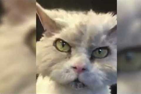 Funny Cat Video