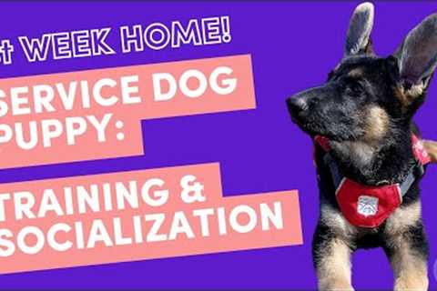 Training and Socializing Your Service Dog: Puppy's First Week Home