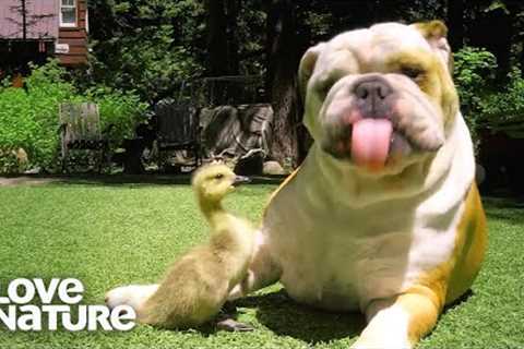 Dogs with Their Strange Animal Friends! | Oddest Animal Friendship | Love Nature