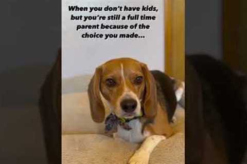 Funny Puppy Video Cute Beagle #onlinedogtraining #dog #puppytrainingtips