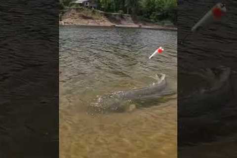 Does BIG Bait EQUAL Big FISH⁉️(Find Out)(Personal BEST❓)