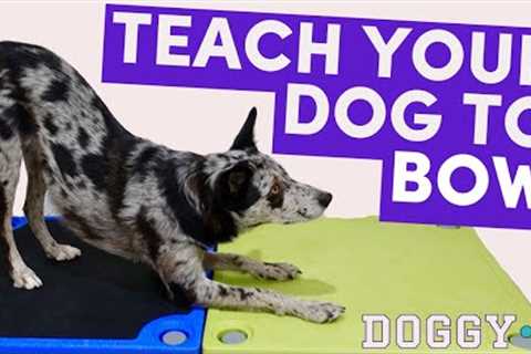 Take a Bow: Teach Your Dog to Bow (step-by-step guide)