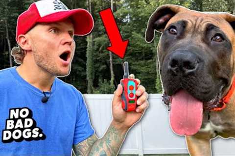 100% Off Leash Trained At 6 Months... How?