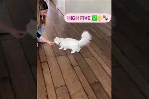 Cat training