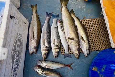 BIG FISH IN THE COOLER - Catch &amp; Cook , Commercial Trot Lines From My New Boat ! Wreck Fishing