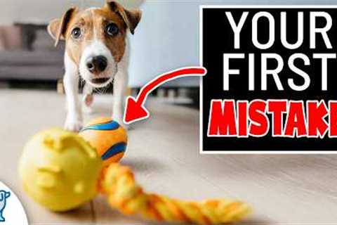 STOP Teaching Your Dog To Ignore Toys In Training!