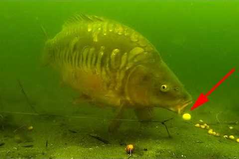 How to catch carp in front of an underwater camera 2020 (high quality).
