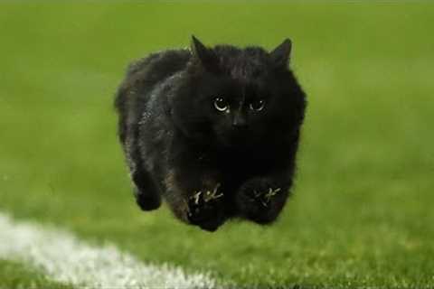Best Animal Interference Moments in Sports #1 (Cute/Funny Moments)