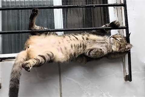 When your cat is a master of relaxation 😲Funny Cat Video 2024