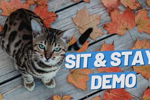 Teach Your Cat Sit And Stay - A Lifechanging Trick #Shorts