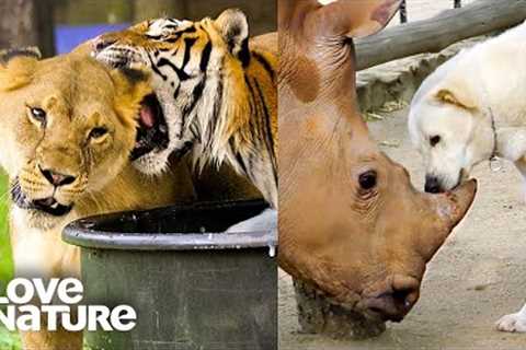 The World’s Most Unexpected Animal Friendships! | Love Nature