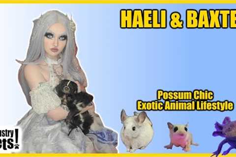 PossumChic Haeli’s Adventures with Baxter the Skunk and Her Other Exotic Pets