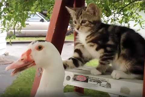 101 SUPER Weird Cats | AFV Funniest Cat Videos 2018