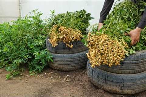 [Home Gardening] New method, taking advantage of old tires to grow peanuts at home