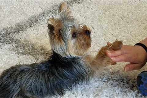 Teaching a Yorkie Puppy Tricks