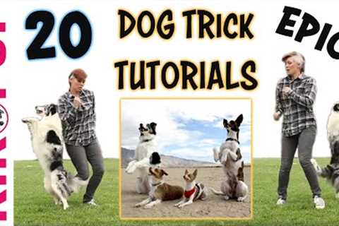 DOG TRICKS - 20 Trick Tutorials!
