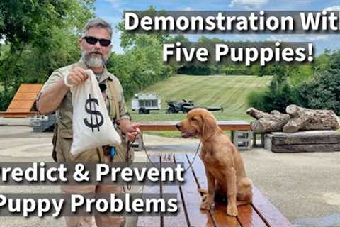 How To Predict &amp; Prevent Puppy Training Problems | Basic Obedience Demonstration with Five..