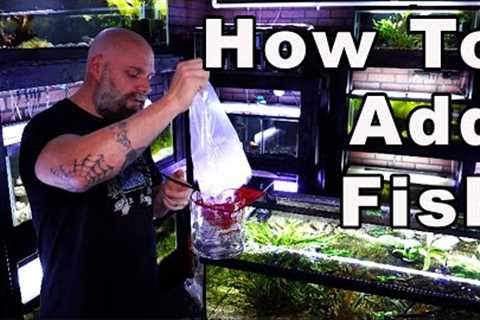 Beginners Guide to The Aquarium Hobby Part 4: How to Add New Fish (Science-Based)