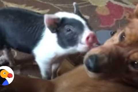 Most Unlikely Animal Friendships Compilation | The Dodo