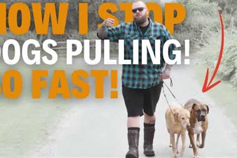 HOW I STOP DOGS PULLING So Quickly!