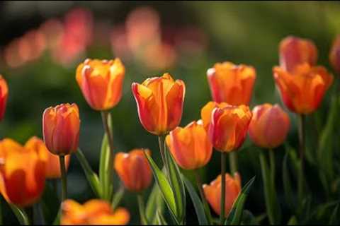 Peaceful classical music to reduce stress, stop overthinking | Tulip Blooms🌷
