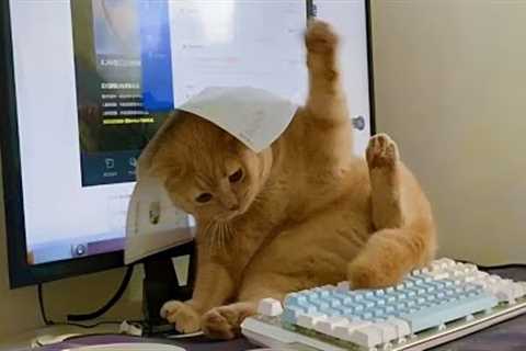 Orange cats behavior! 🍊😹  Funny Cat Videos 2024