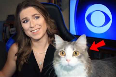 Best Cats Work From Home News Bloopers