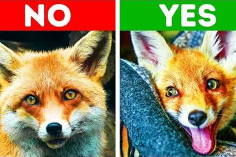 10 Exotic Animals You Can Keep as Pets at Home