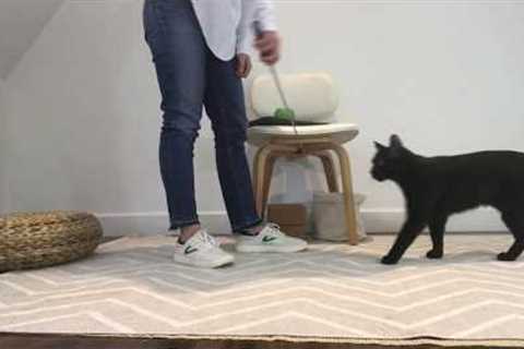 Cat Tricks: Teach your cat to Spin