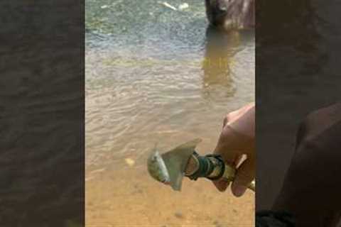 Survival skills: Girl catching fish in the forest  #bushcraft #camping #lifehack #outdoors  #shorts