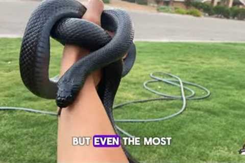 5 Deadly Mistakes Caring for Mexican Black Kingsnakes