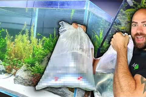 ADDING FISH TO *NEW* FRESHWATER REEF AQUARIUM! MD FISH TANKS