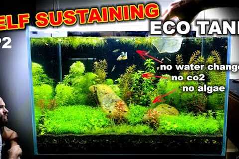 Self Sustaining Betta Fish Eco Tank: NO WATER CHANGE (EP2)