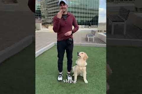 Trick training to build a bond with your dog!