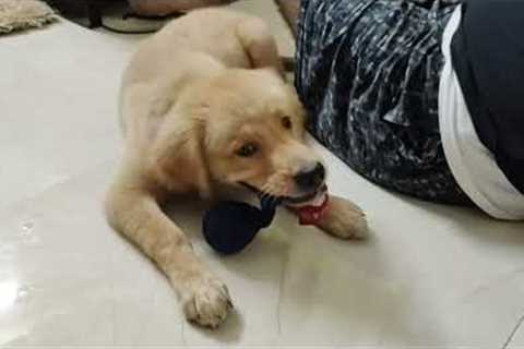 Hilarious 😂 | Golden Retriever Puppy Harry's funny activities #puppy #doglover