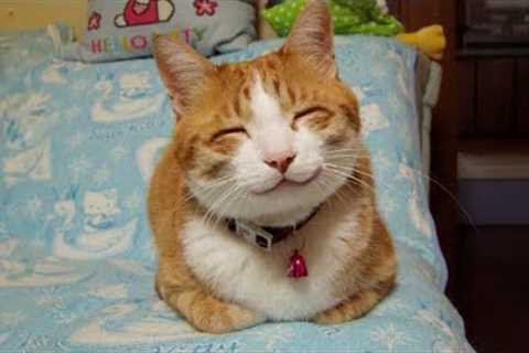 Don't try to hold back Laughter 😸🤣 Funny Cat Videos of 2024