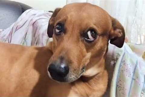 The Best FUNNY ANIMALS VIDEOS of All Time 🤣 Ultra Funny CATS and DOGS videos