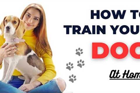 Home Dog Training 101: Basic Commands for Beginners