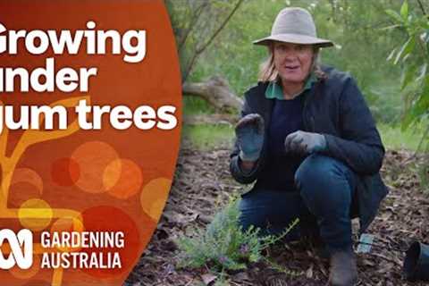Grow a Garden Under Gum Trees | Gardening 101 | Gardening Australia