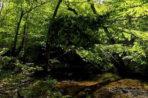 Building a Secret Forest Tree Shelter | Primitive Survival Skills