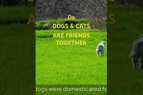Can Dogs and Cats Be Friends? The Surprising Truth #DogsAndCats #PetFriends #pettips#FurryFriends