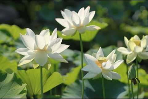 Don't Think Too Much - Great relaxing music to reduce stress, escape stress...| Lotus