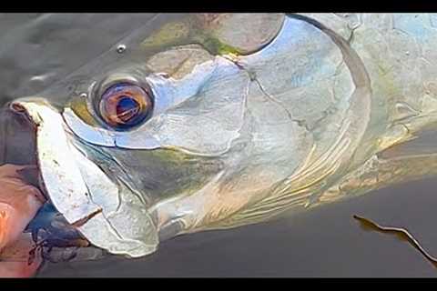 Epic Tarpon Fishing trip ON FLY