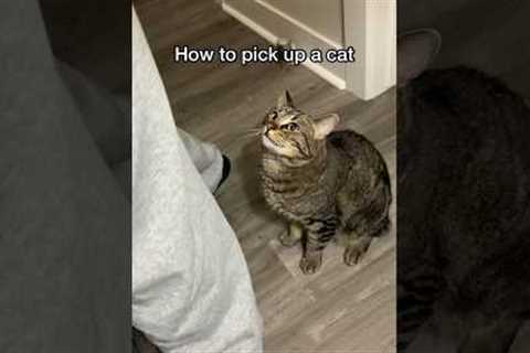 How to pick up a cat (the RIGHT way) #shorts