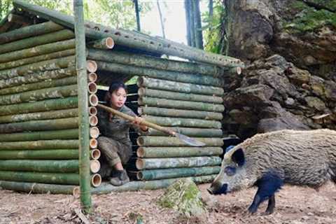 Build shelters, survival skills and trap wild boars, survival alone